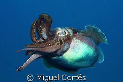 Hi there little buddy, give me five!!! by Miguel Cortés 
